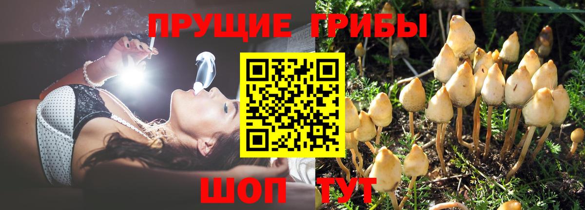 Псилоцибиновые грибы Psilocybe Гатчина